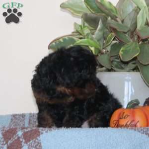 Guy, Cavapoo Puppy